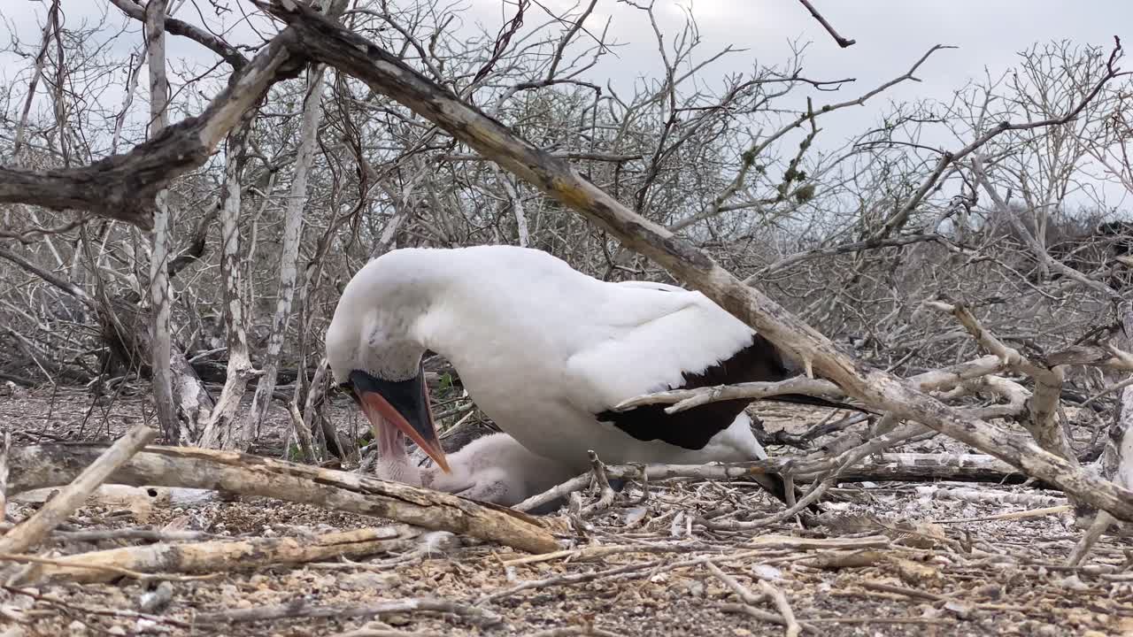 un piquero de nazca alimenta a su pollito en las galápagos