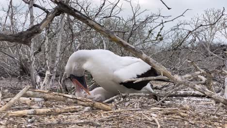 Un-Piquero-De-Nazca-Alimenta-A-Su-Pollito-En-Las-Galápagos