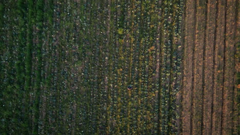 granja, sostenible y drone de la persona que camina