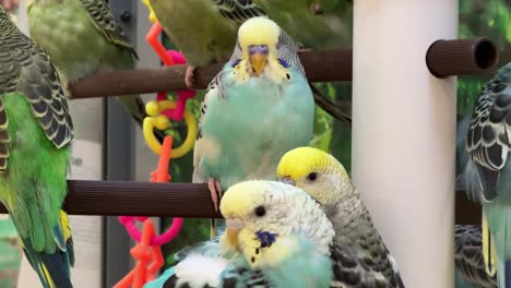 a group of parakeets hanging on their perches in a pet store enclosure slow motion