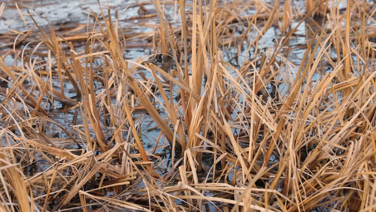 Close up of dry plants in autumn at lake.