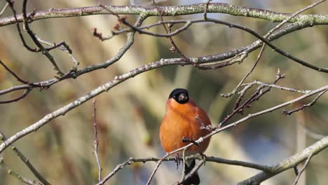 goldfinch perched on small tree branches