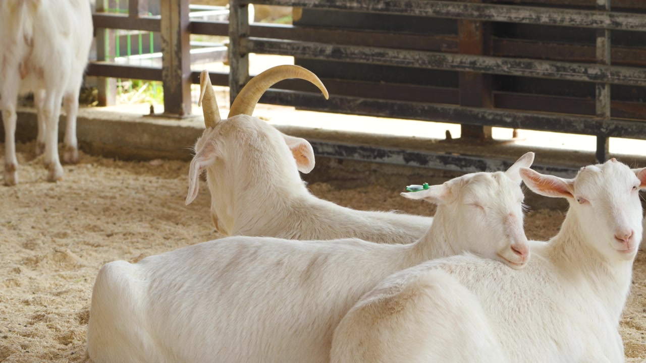 Capra bianca con targhetta auricolare verde che sonnecchia appoggiata a una capra cornuta che riposa sul pavimento sabbioso della stalla presso la fattoria di Anseong.