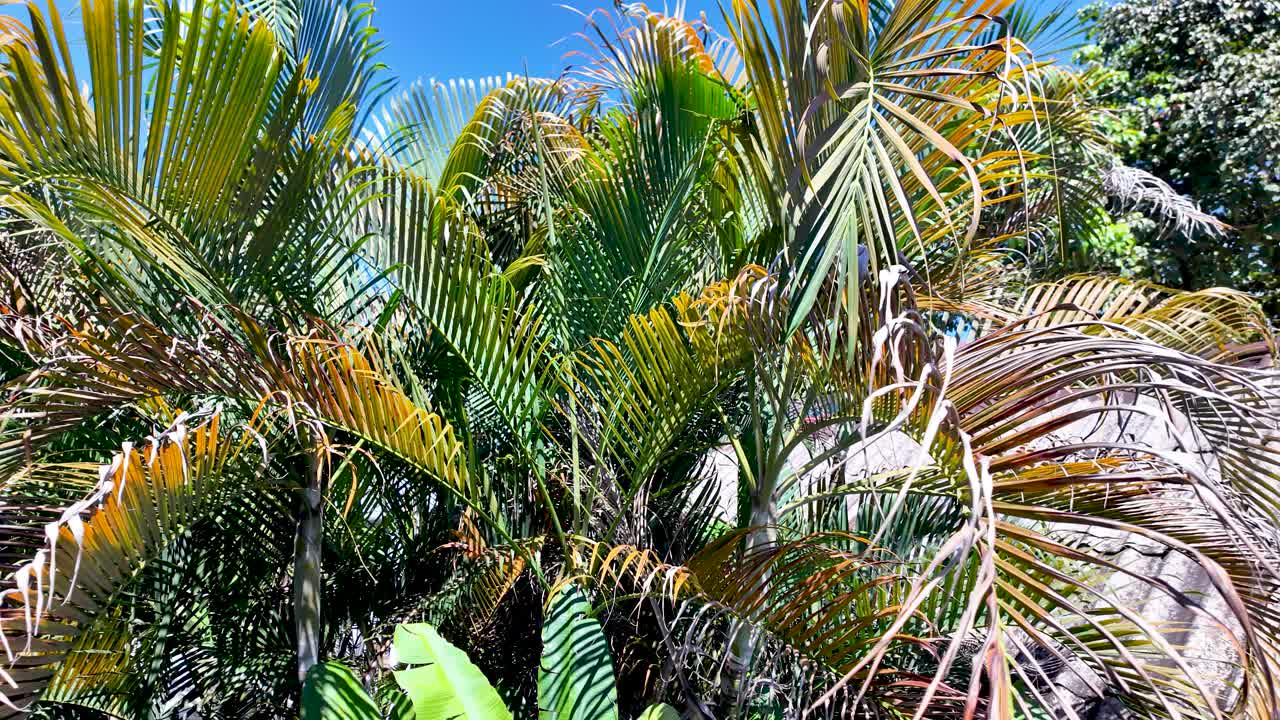 Lush Tropical Palm Trees With Green And Yellow Fronds Under Blue Sky In Laos Southeast Asia