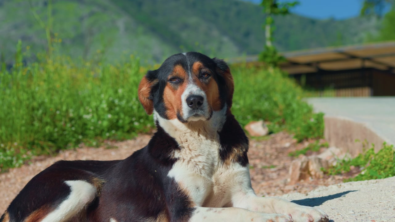 Cachorro olhando para a câmera e ao redor, tomada estática em close-up. Retrato de animal de estimação de tamanho médio, branco, preto e marrom com fundo de plantas verdes em um tripé.