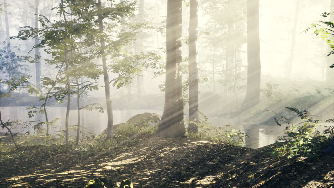 Dawn in a misty forest with sunlight reflecting on water