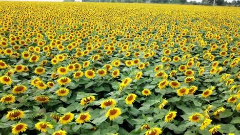 light wind is shaking beautiful sunflowers on the field. panning with big yellow heads of sunflowers growing in summer. camera moves forward