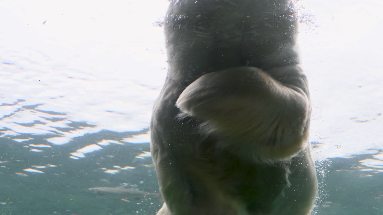 물속 서식지 에서 물고기 들 이 헤엄치고 있는 북극