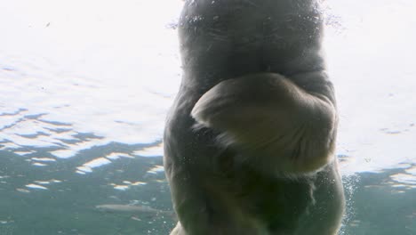 polar bear swimming in underwater habitat with fish swimming around