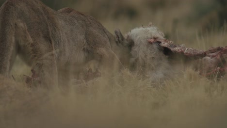 Puma-Se-Alimenta-De-Guanaco-De-Pie