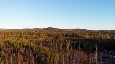 Ascendiendo-Sobre-Los-Pinos-En-Un-Soleado-Día-De-Invierno-En-Applebo,-Vansbro-Kommun