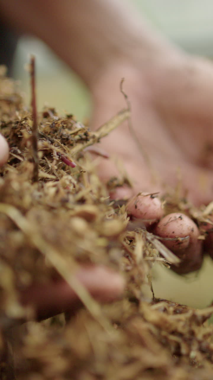 Grassy compost with worms is lifted by Asian hands and inspected, vertical