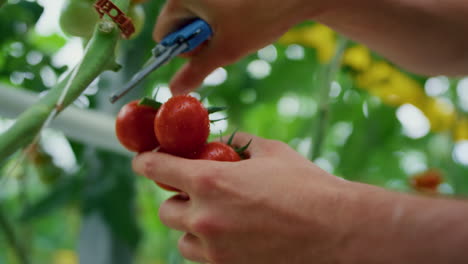 Closeup-farmer-picking-tomatoes-in-farmland-greenhouse.-Agriculture-concept