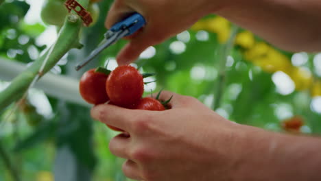 granjero de primer plano recogiendo tomates en el invernadero de la tierra de cultivo. concepto de agricultura