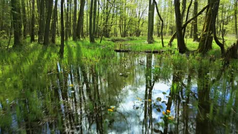 fast backward flight over marsh marigold flowers in a green polish swamp on a sunny day