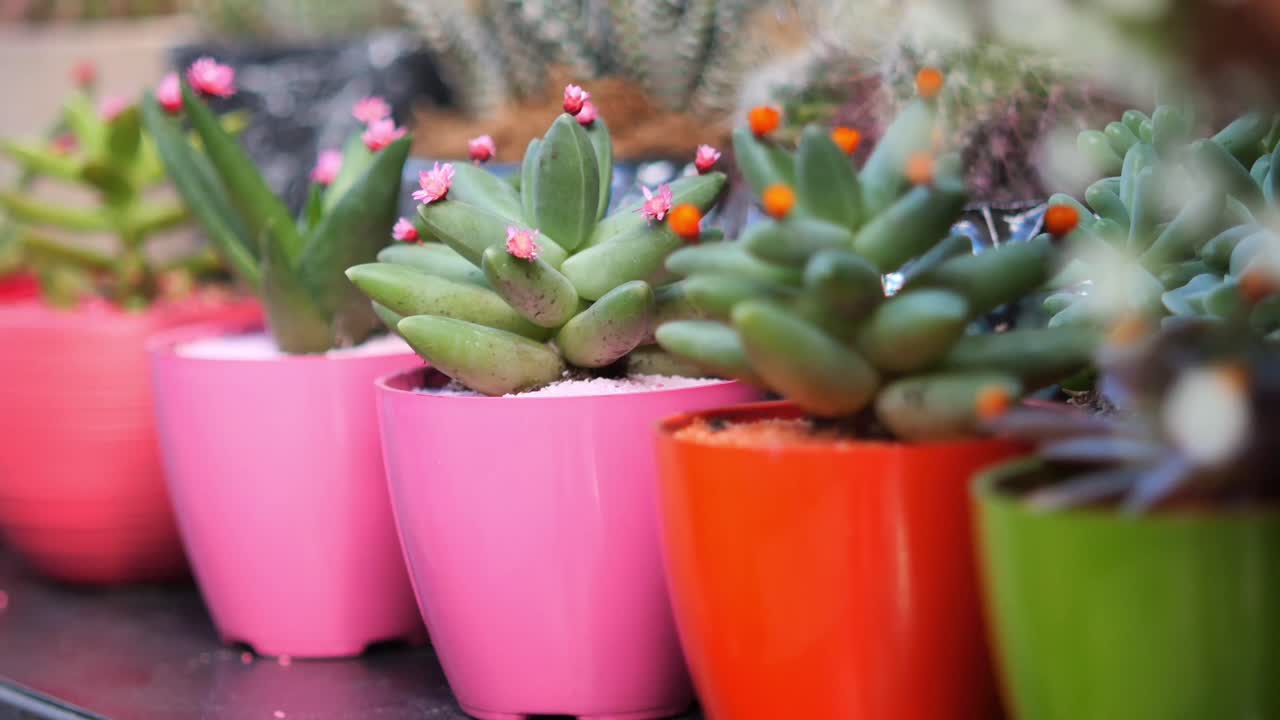 Colorful Succulents in Pots