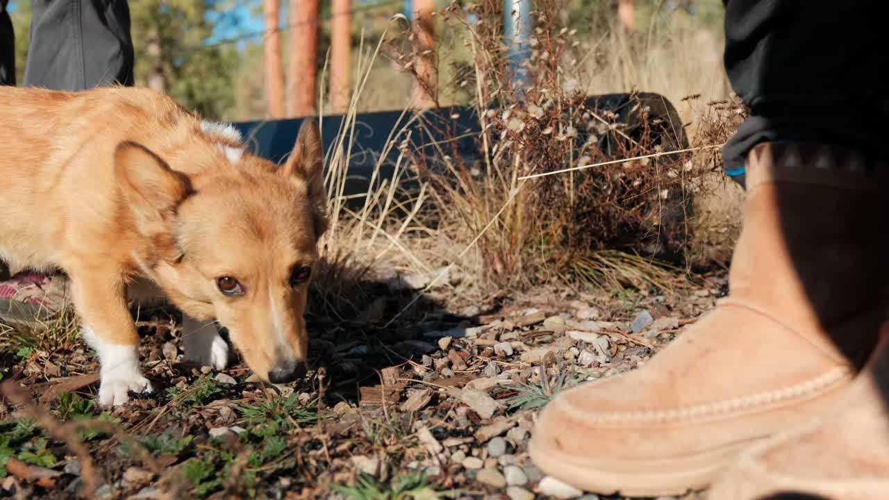 Portrait shot of an adorable Corgi dog looking up at the camera with a shy and innocent expression. The intimate view emphasizes the dog's gentle, curious gaze