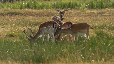 horned fallow deer family graze together in idyllic green meadow in slow motion