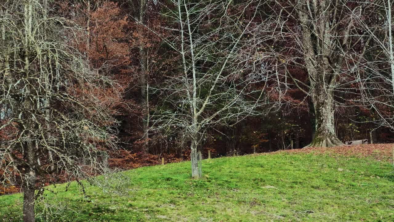 Colorful autumn leaves gently falling from trees in a peaceful forest — symbol of nature, change, and calm season