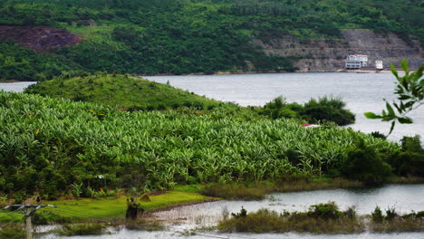 Large-Banana-Plantation-In-Tropics-Next-To-Ocean,-South-East-Asia