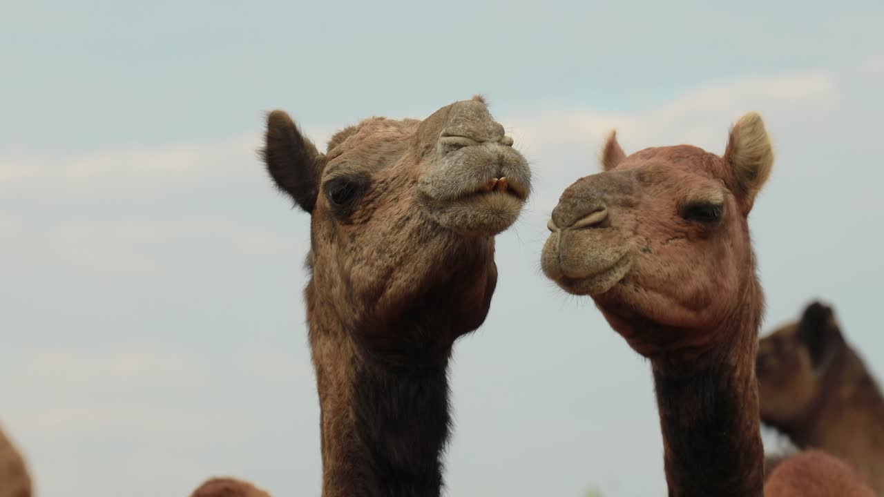 camellos en la feria de pushkar, también llamada feria de camellos de pushkar o localmente como kartik mela es una feria anual de varios días de ganado y cultural que se celebra en la ciudad de pushkar, rajasthan, india.