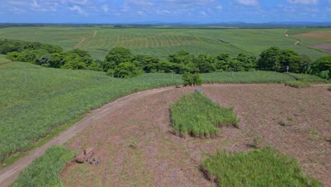 Tractor-Conduciendo-En-Un-Campo-De-Caña-De-Azúcar,-San-Pedro-De-Macoris-En-República-Dominicana