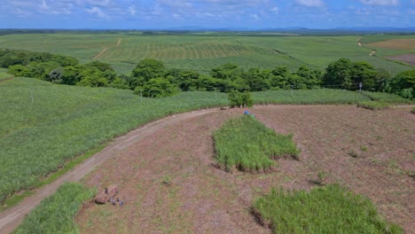 conducción de tractores en campos de caña de azúcar, san pedro de macoris en república dominicana