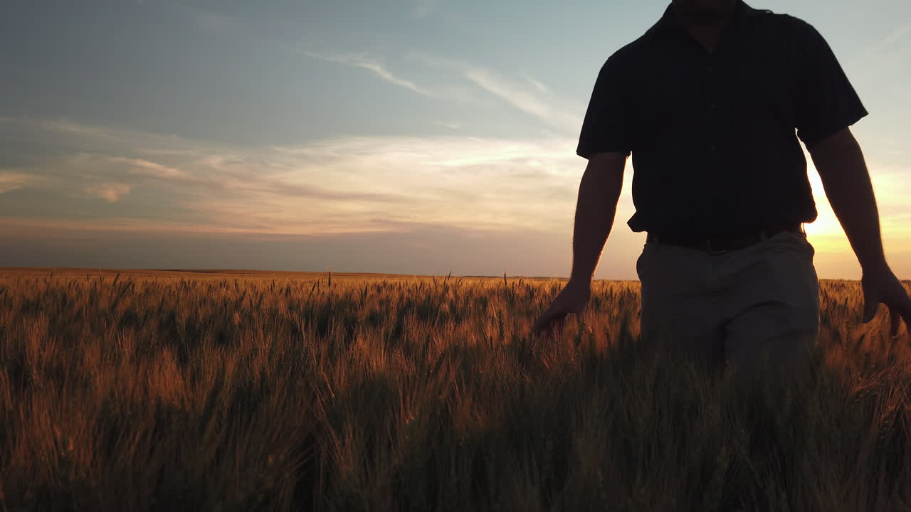 el hombre camina por el campo de grano con las manos tocando y sintiendo las plantas al atardecer