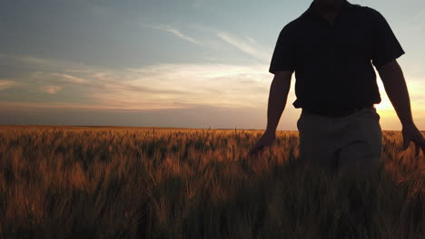 man walks through grain field with hands touching and feeling plants at sunset