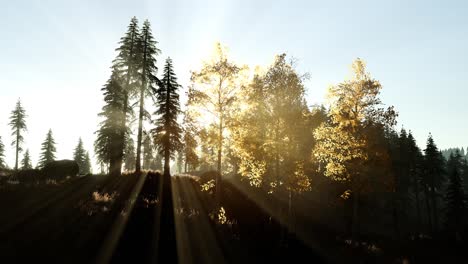 Sun-Beams-through-Trees