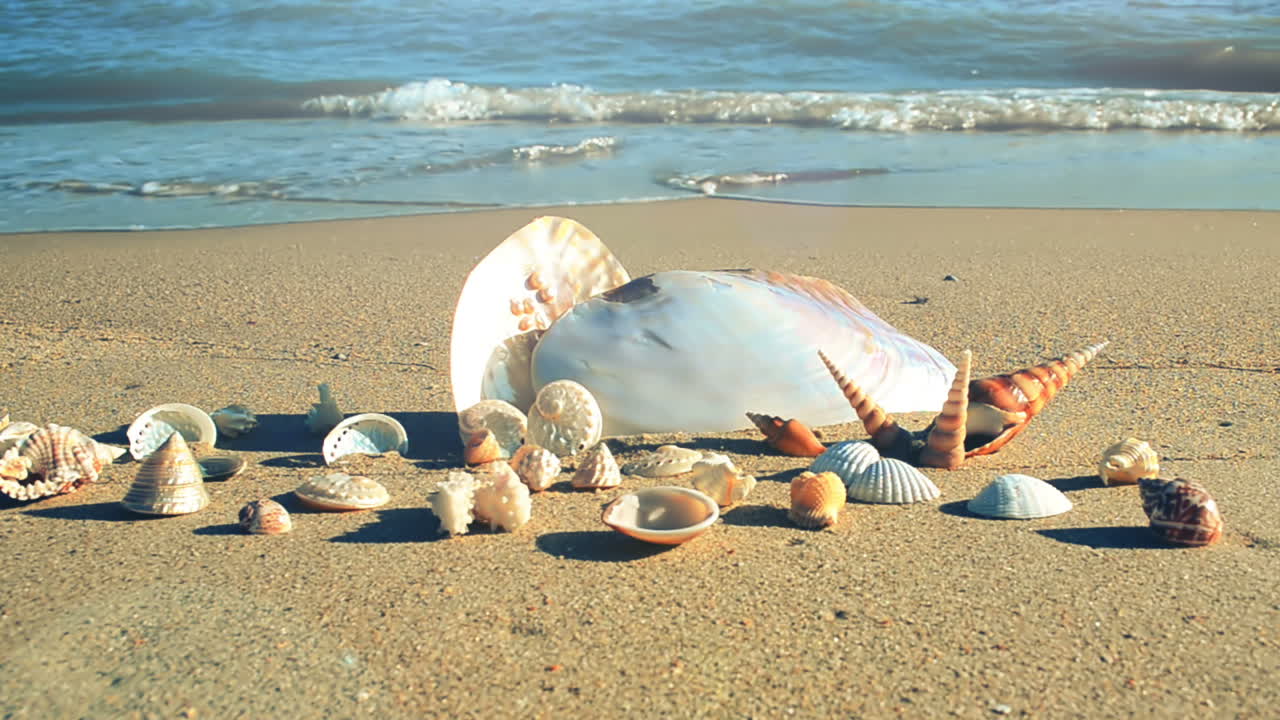 Shells on the beach. Shooting on the beach