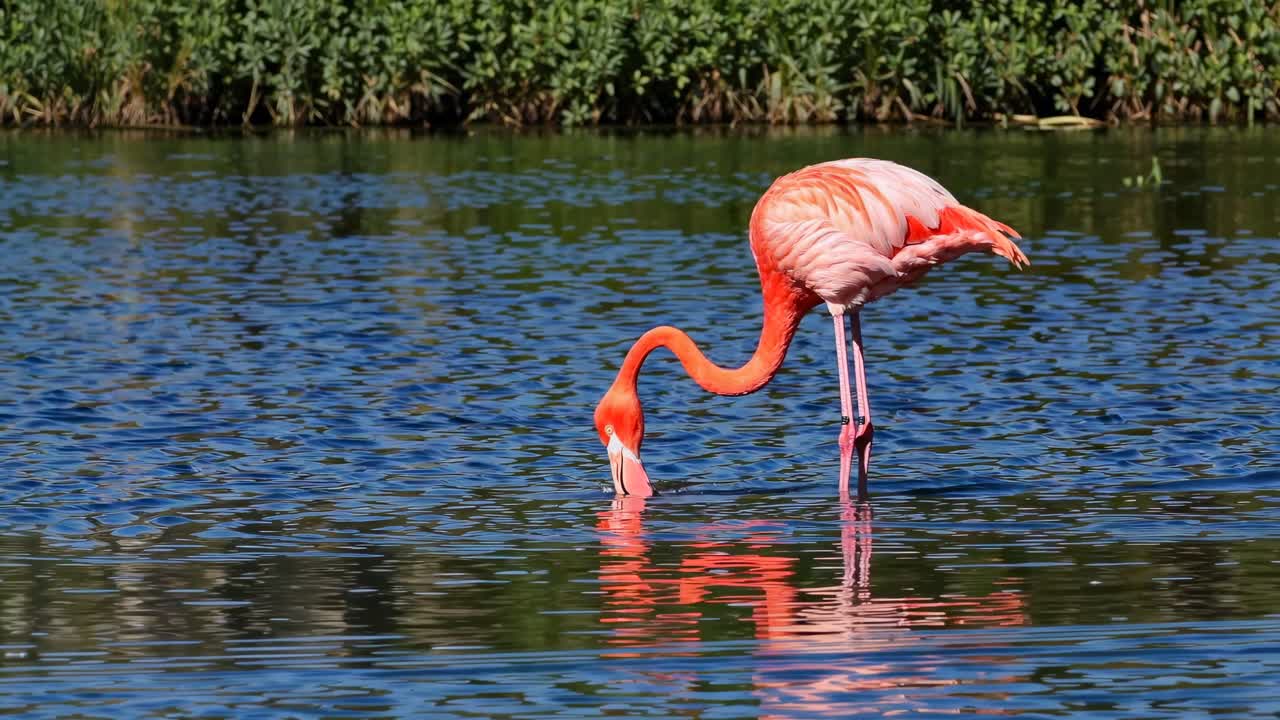 A serene video capturing a lone flamingo wading in a tranquil lake, highlighting its vibrant colors