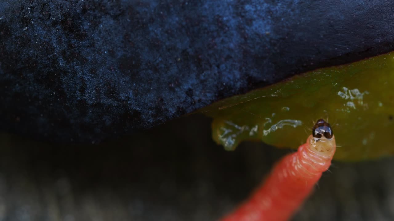 Larva of a Plum Fruit Moth (Grapholita funebrana), close-up showing its head