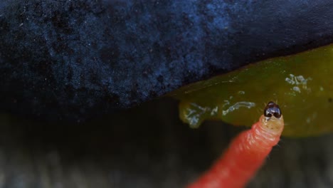 larva of a plum fruit moth (grapholita funebrana), close-up showing its head