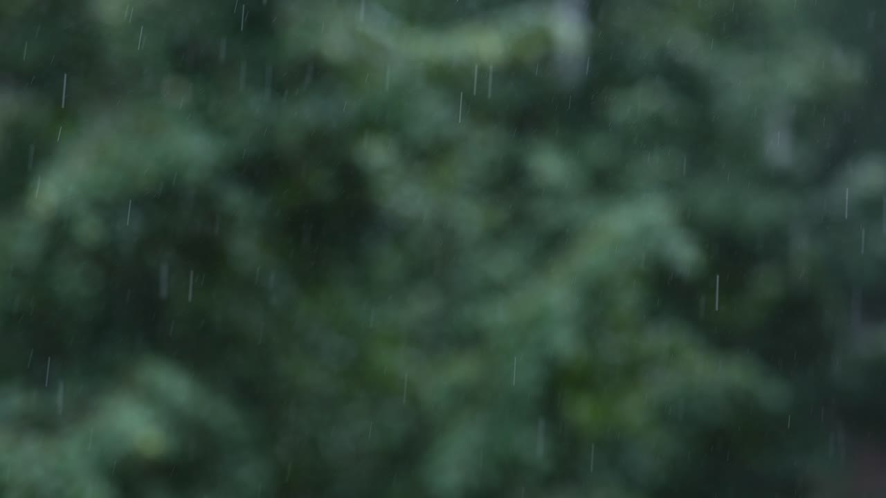 Rain Falling on Trees