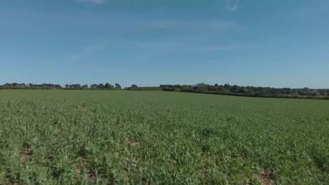 Grantham-Town-Lincolnshire-UK-East-Midlands-crop-fields-view-in-the-distance-of-the-town-Summer-day-wind-blowing-grass-and-trees-and-crops-high-view-point-houses-in-view-and-st-wulfram's-church