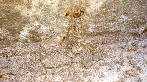 Una-Colonia-De-Termitas-Expuesta-En-Las-Paredes-De-Un-Garaje-En-Una-Casa-Tomada-Con-Una-Lente-Supermacro-Casi-Al-Estilo-De-La-Geografía-Nacional