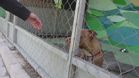 dog inside a metal cage walking around