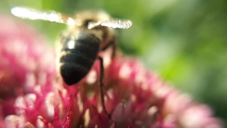 Makro-Nahaufnahme-Einer-Honigbiene-Auf-Einer-Gartenblume-4