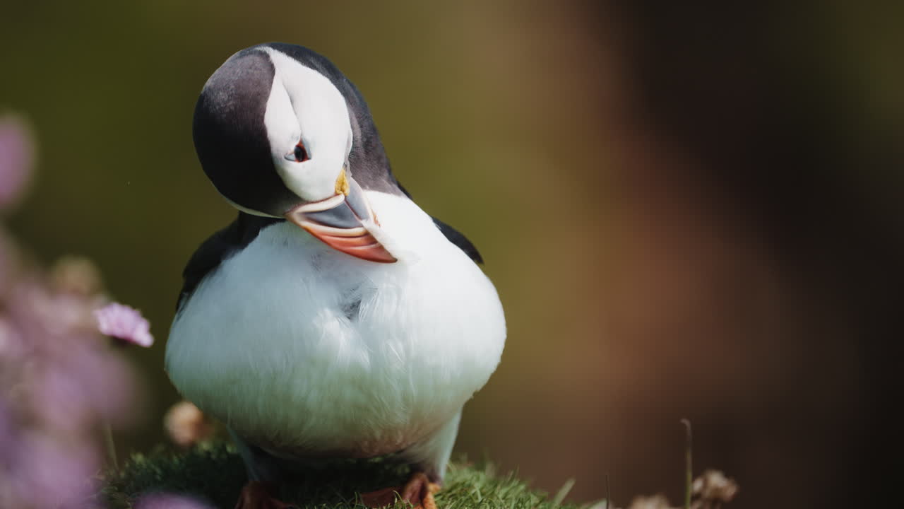 Puffin close up riffling feathers with beak, detailed grooming moment, sunny day 01