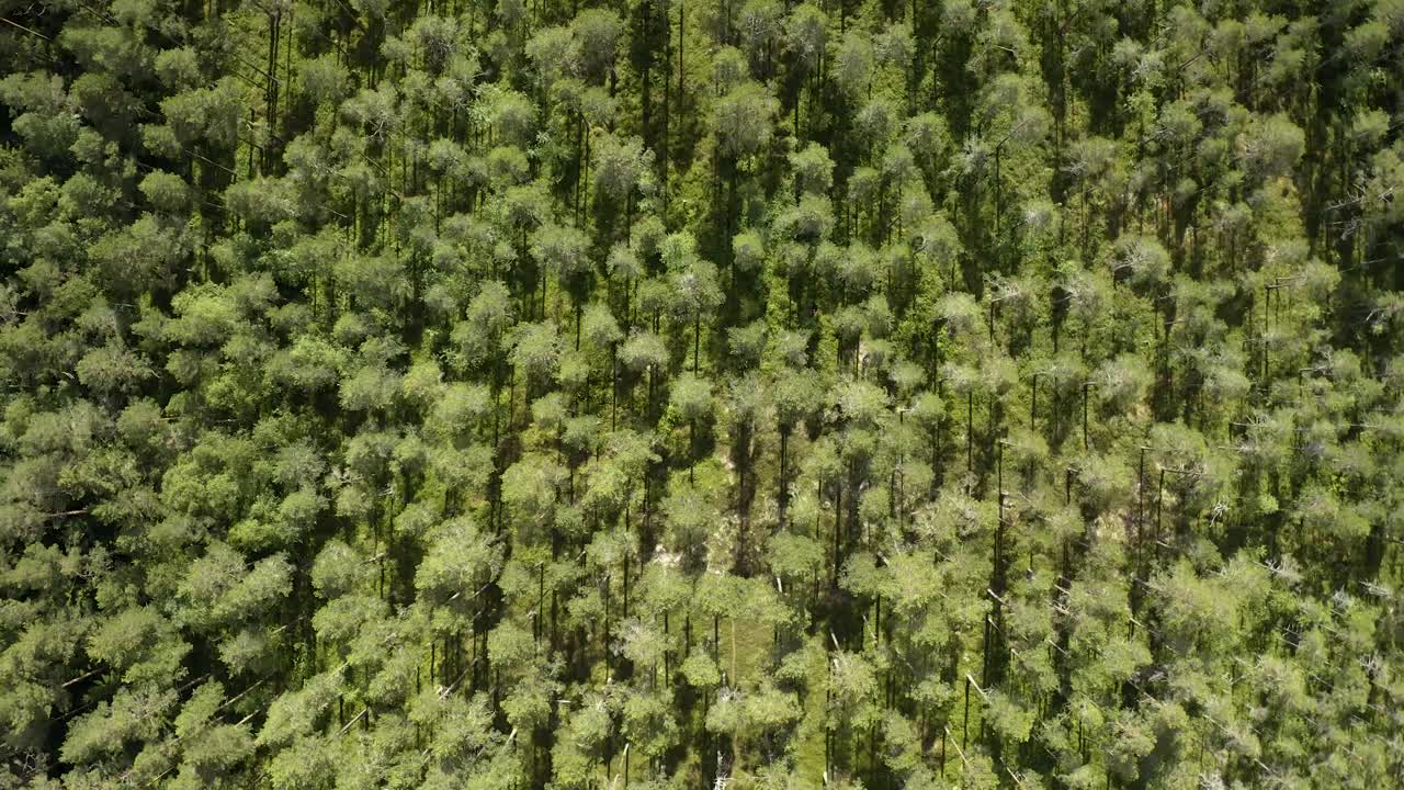 bosques frondosos que proyectan largas sombras