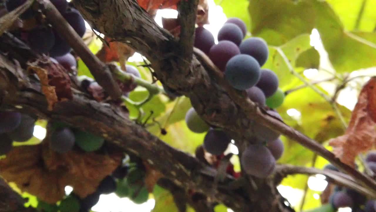 primer plano de uvas colgando con hojas verdes alrededor