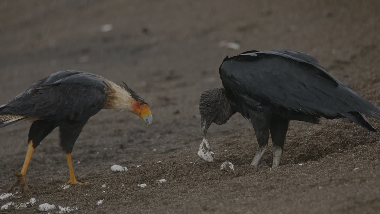 Black vulture scavenger eating hatchling sea turtle as Caracara bird cautiously stands off