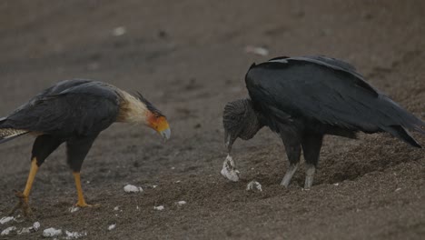 Black-vulture-scavenger-eating-hatchling-sea-turtle-as-Caracara-bird-cautiously-stands-off