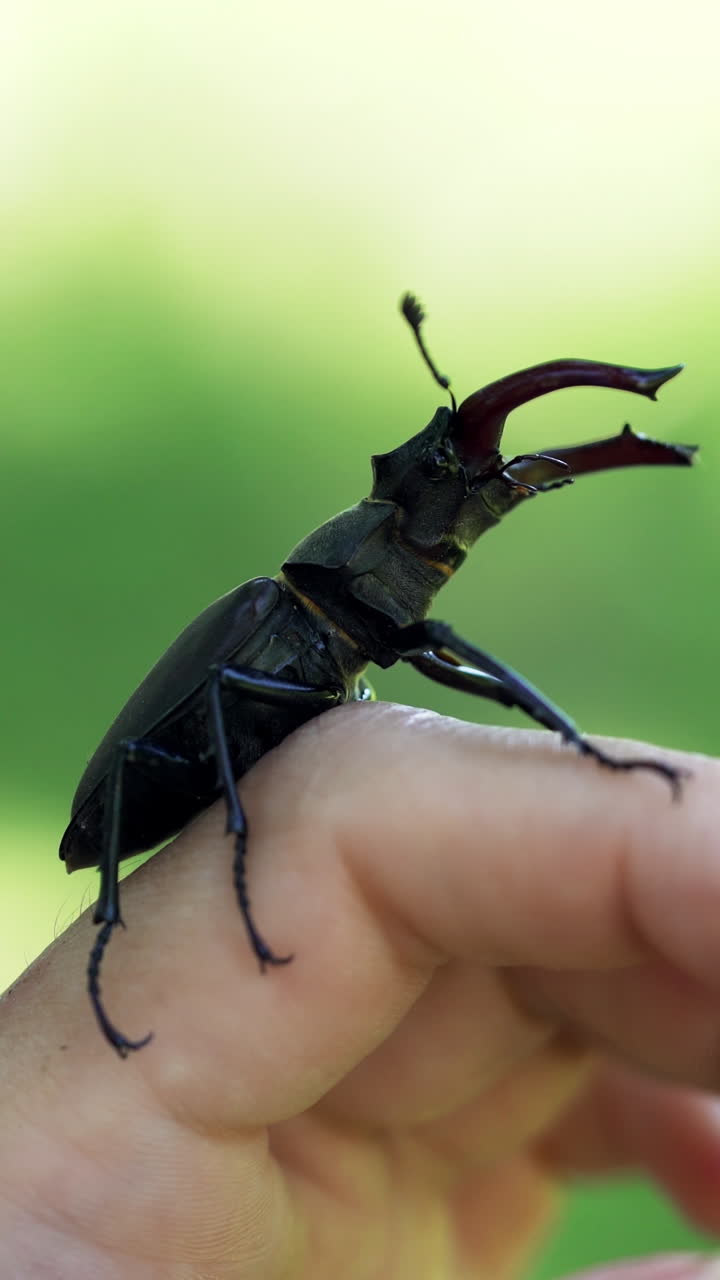 Stag beetle in hand. Lucanus cervus. Fighting beetles Vertical video