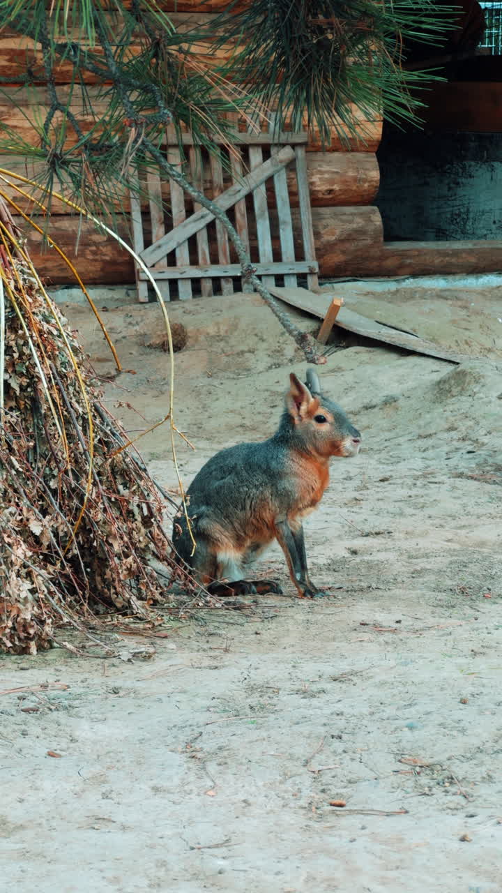Lovely dolichotis patagonum juvenile living in captivity. Mara sitting peacefully under the pine tree. Vertical video.