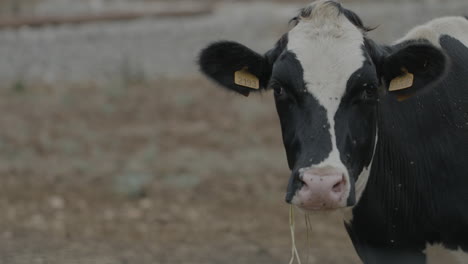 Vacas-De-Pastoreo-Libre-Y-Cría-En-La-Llanura-Italiana-De-Puglia