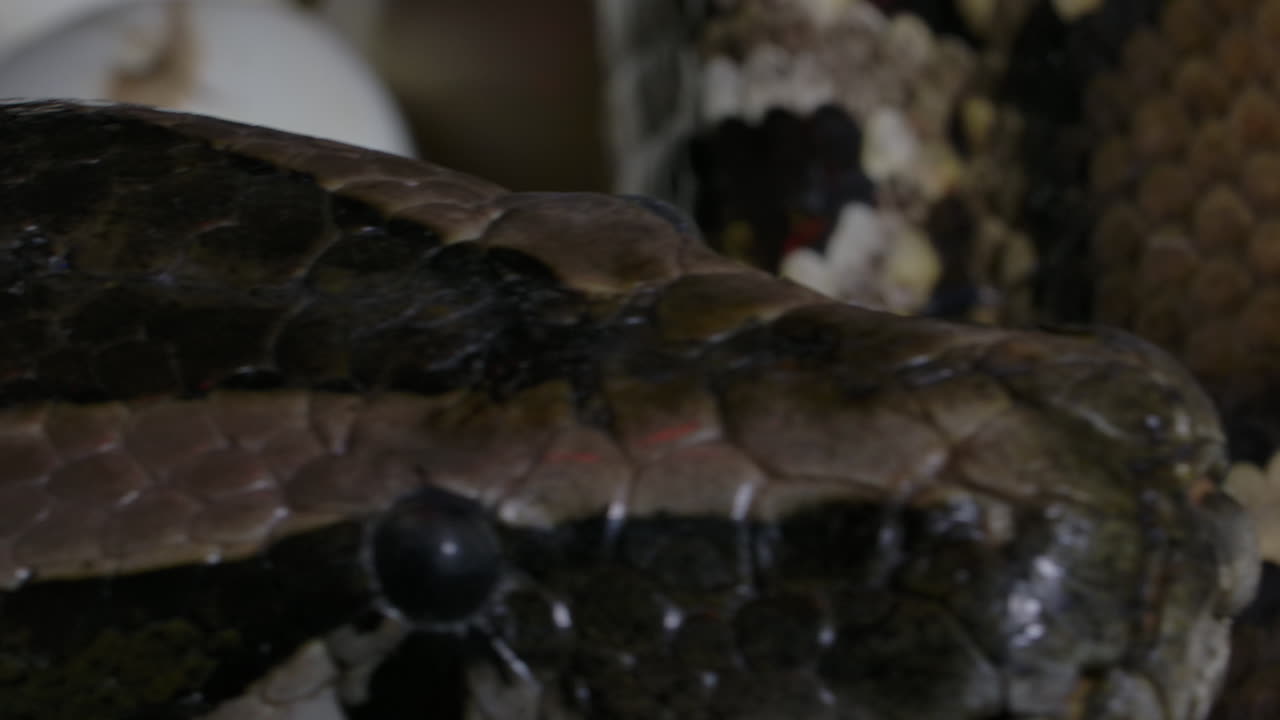 Python Mother Protecting Her Hatching Babies And Eggs Free Stock Video ...