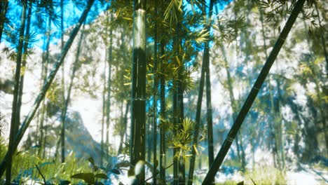 Asian-Bamboo-forest-with-sunlight