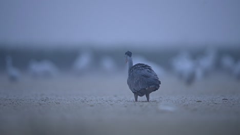 Pesca-De-Garza-Gris-En-La-Mañana-Brumosa-En-La-Zona-Del-Lago